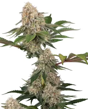 Sticky Berry Mints XXL