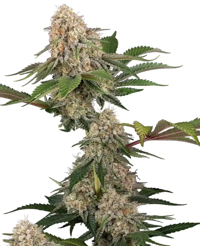 Sticky Berry Mints XXL