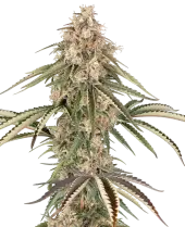 Garlic Gas