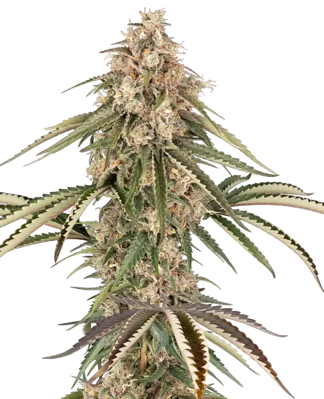 Garlic Gas