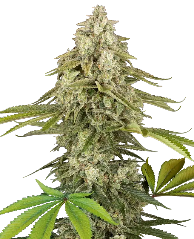 Tangie Jungle Juice