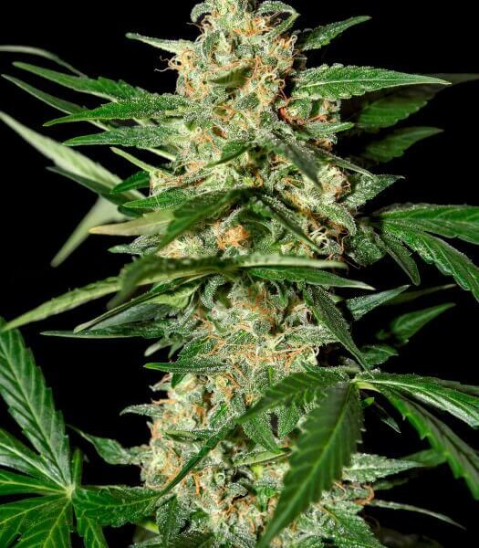 Damnesia Auto
