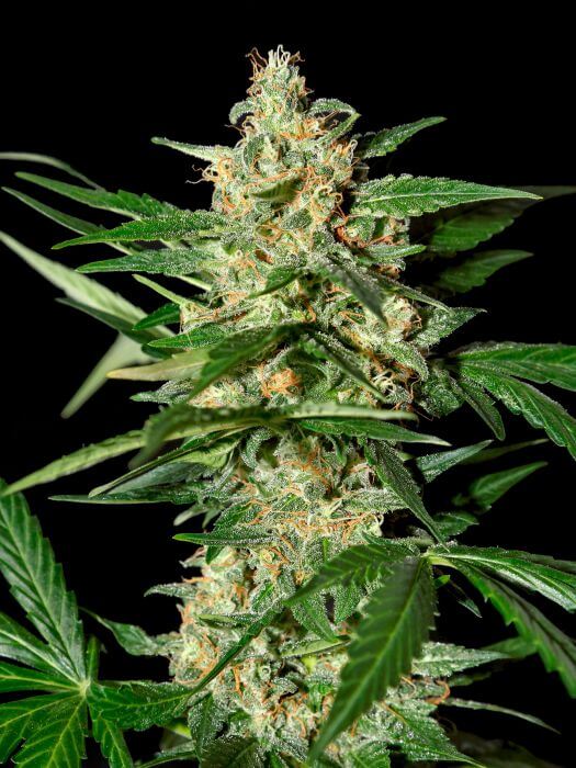 Damnesia Auto
