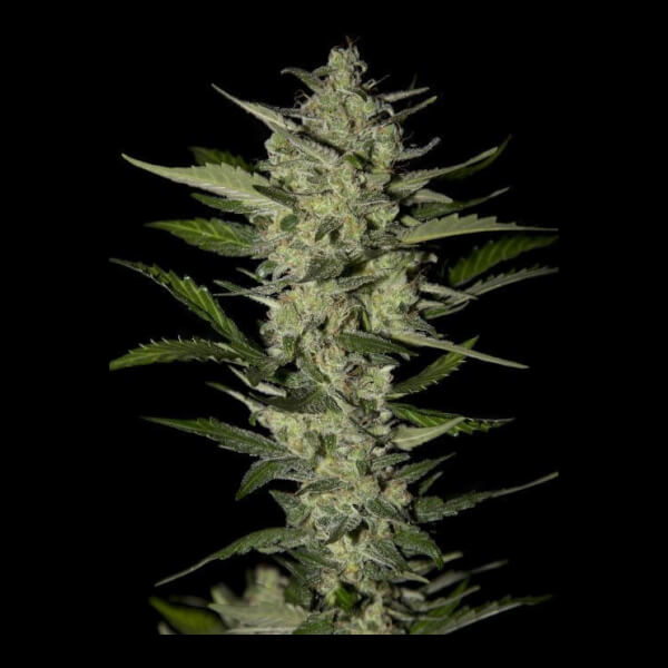 Flowerbomb Kush