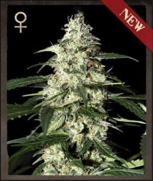 Skunk Auto