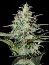 White Lemon