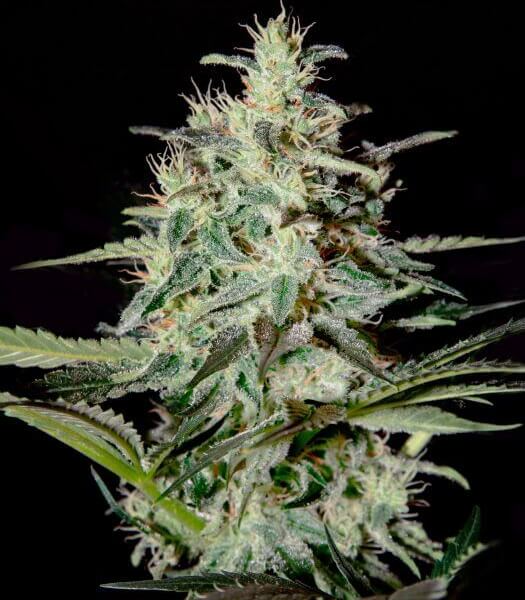 White Lemon