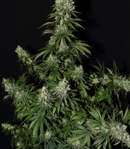 White Strawberry Skunk