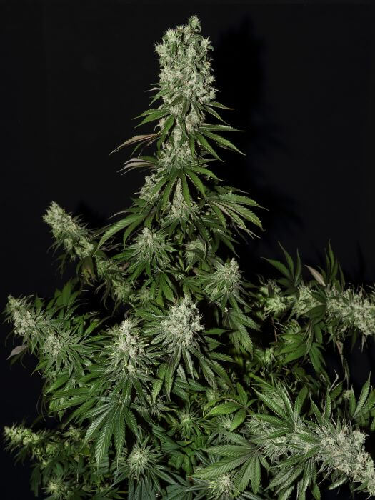White Strawberry Skunk