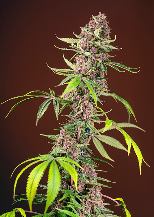 Red Mandarine F1