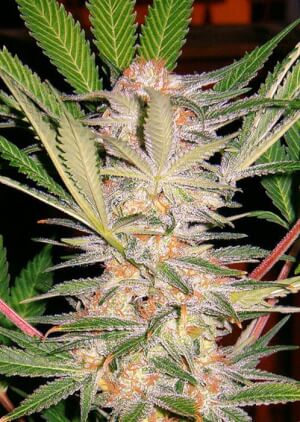 S.A.D. Sweet Afgani Delicious S1