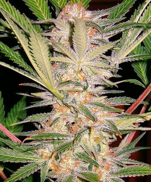 S.A.D. Sweet Afgani Delicious S1