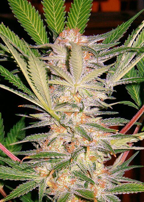 S.A.D. Sweet Afgani Delicious F1