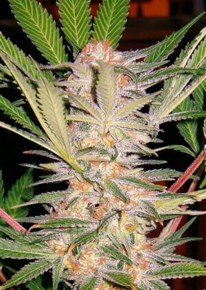 Sweet Afgani Delicious (S.A.D.) F1 Fast Version