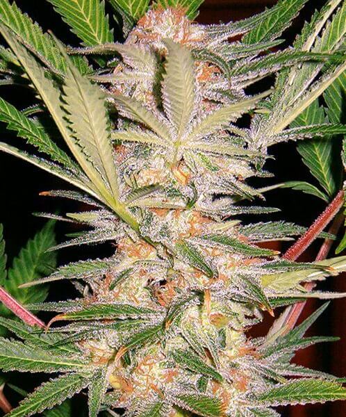 Sweet Afgani Delicious (S.A.D.) F1 Fast Version