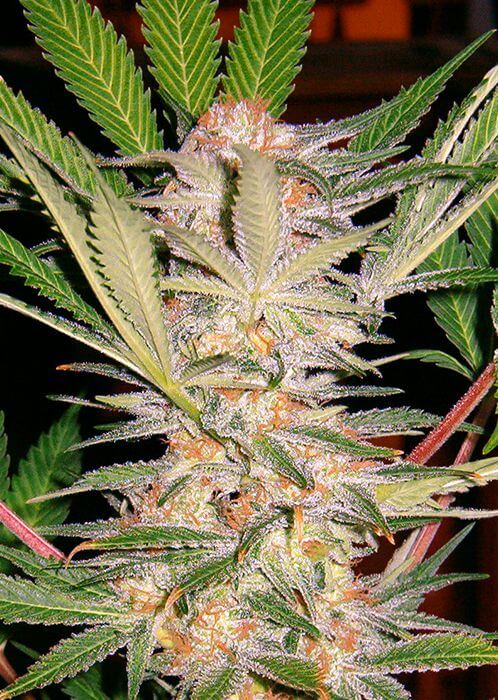 S.A.D. Sweet Afgani Delicious Auto