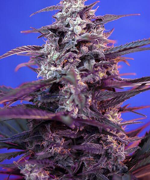 Bloody Skunk Auto