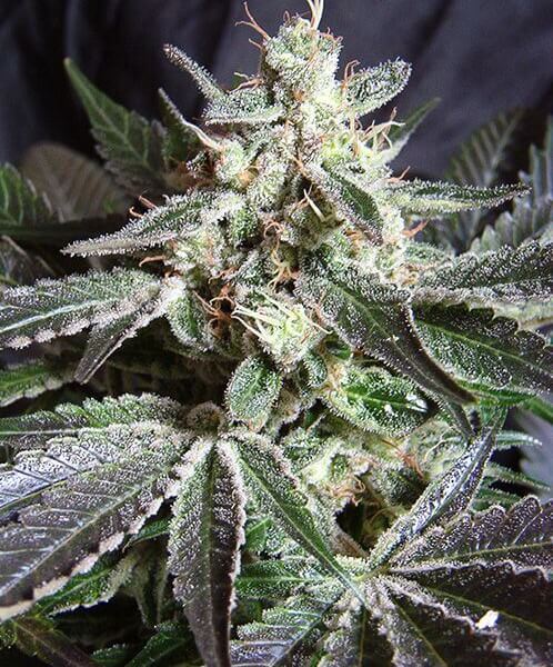 Black Jack