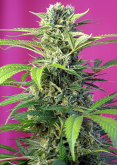 Chem Beyond Diesel CBD