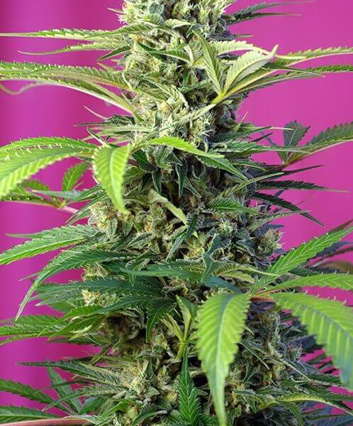 Chem Beyond Diesel CBD