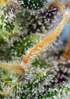 Cream Caramel CBD