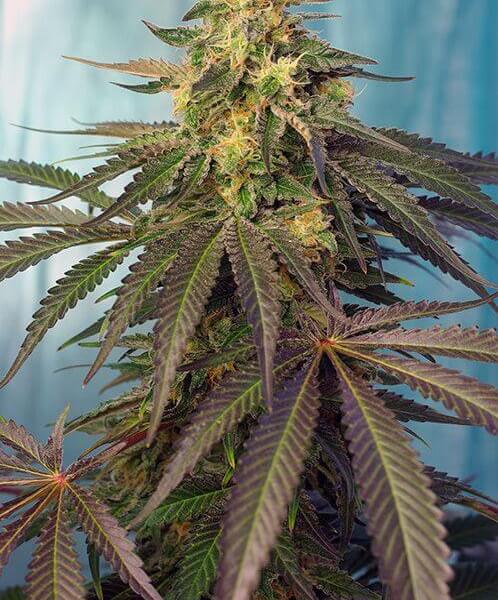 Cream Caramel CBD
