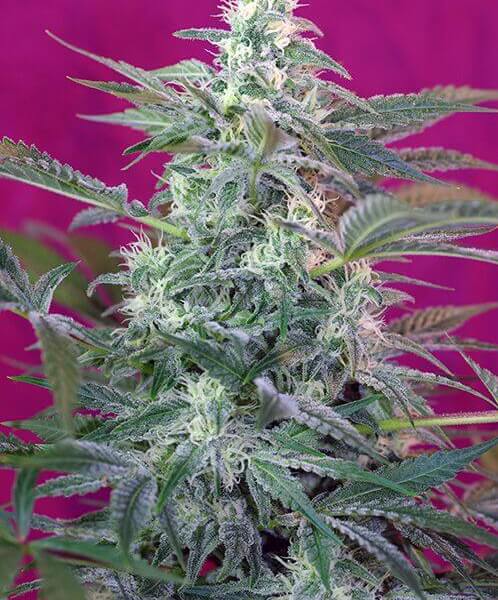 Big Foot by Sweet Seeds