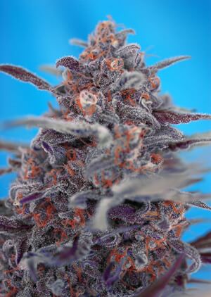 Devil Cream