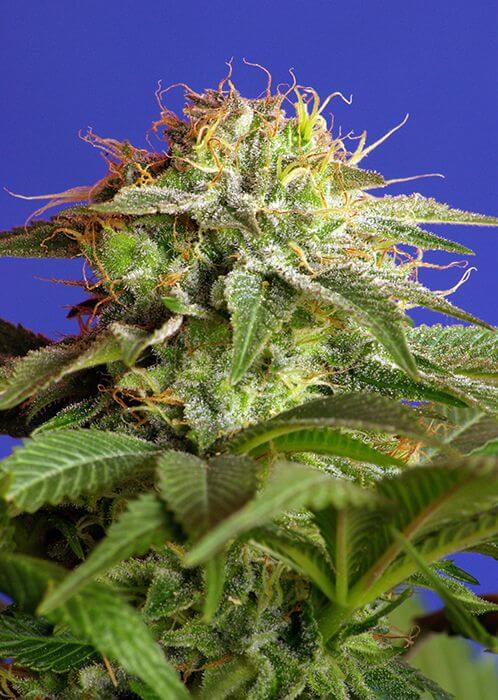 Green Poison F1
