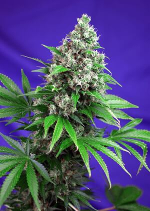 Killer Kush F1 Fast Version