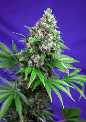 Killer Kush F1 Fast Version