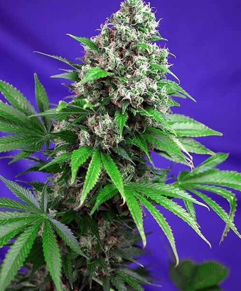 Killer Kush F1 Fast Version