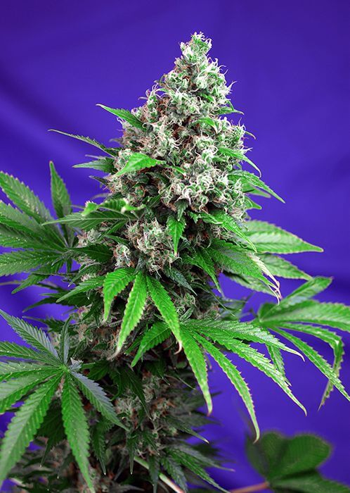 Killer Kush F1