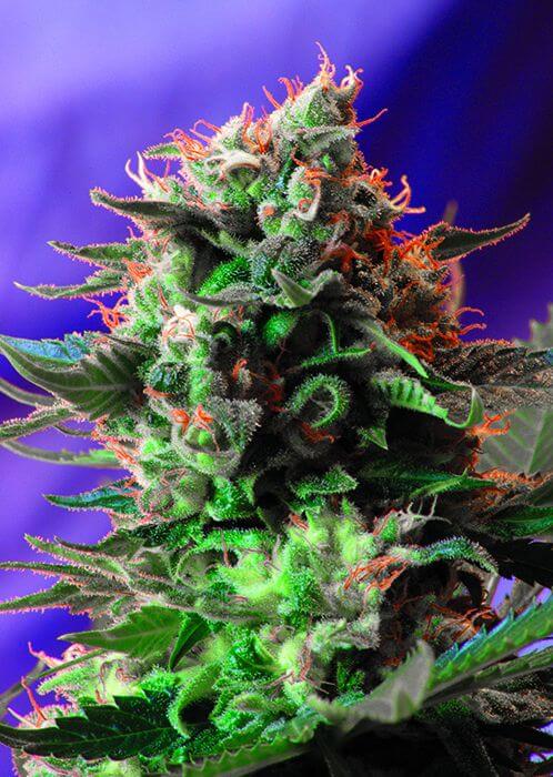 Jack 47 F1