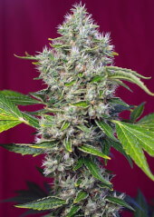San Fernando Lemon Kush