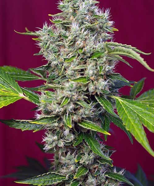 San Fernando Lemon Kush
