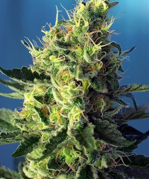 Sweet Pure CBD