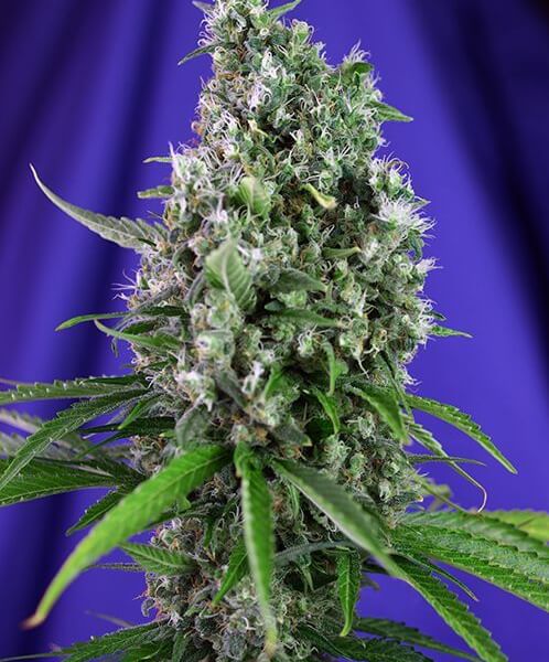Sweet Trainwreck Auto