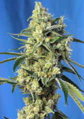 Sweet Amnesia Haze