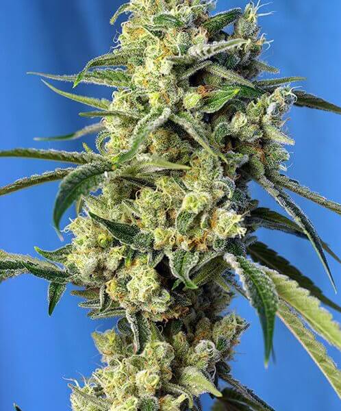 Sweet Amnesia Haze