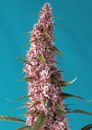 Red Pure CBD Auto