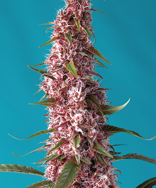Red Pure CBD Auto