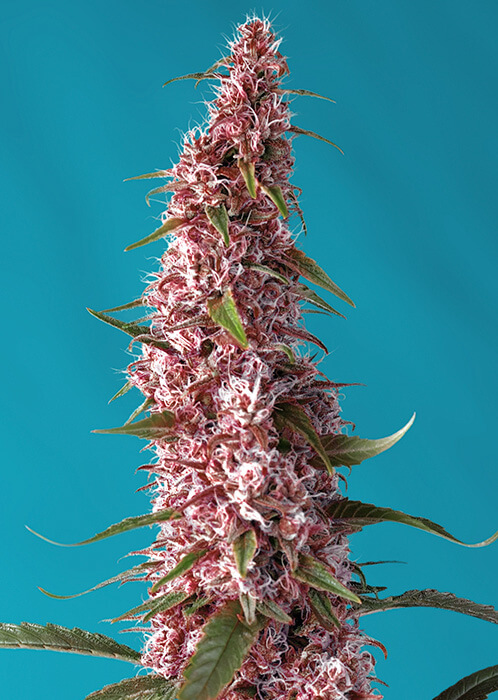 Red Pure CBD
