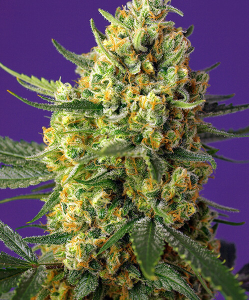 Crystal Candy XL Auto