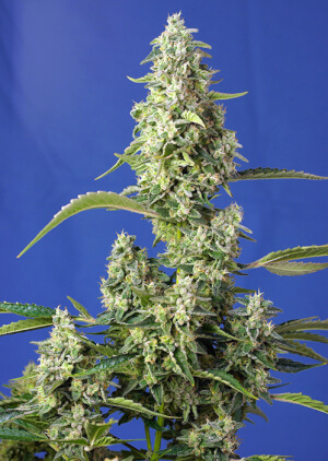 Gorilla Girl XL Auto