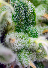 Gorilla Girl XL Auto