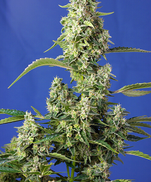 Gorilla Girl XL Auto