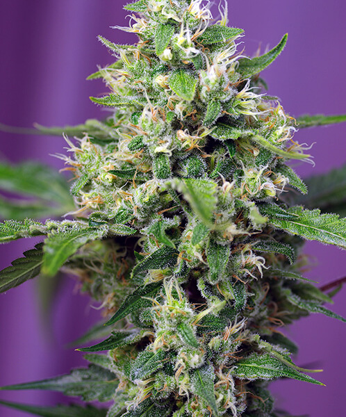 Sweet Amnesia Haze XL Auto