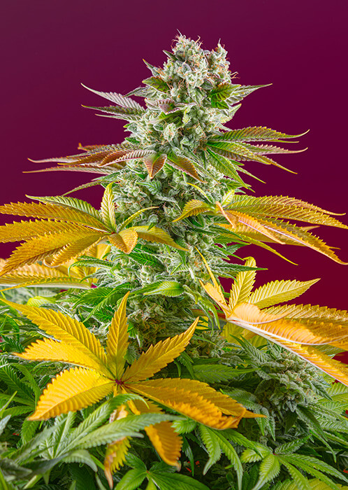 Gorilla Girl F1