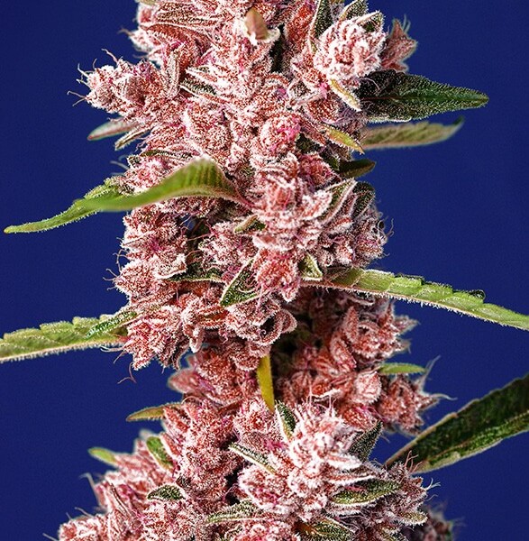 Tropicanna Poison F1 Fast Version